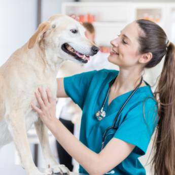 Comprar o produto de Atendimento Veterinário - Cuidados 24h para Cães e Gatos em São Manuel/SP em Veterinário em Lençóis Paulista, SP por Solutudo