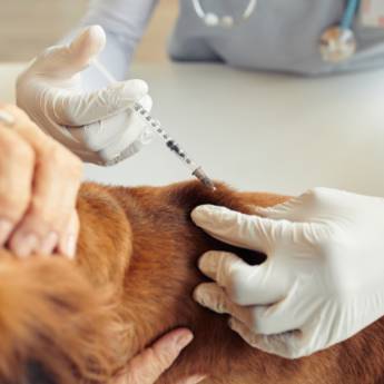 Comprar o produto de Vacinação em Animais - Proteção e Saúde para Cães e Gatos em São Manuel/SP em Pet Shop em Lençóis Paulista, SP por Solutudo
