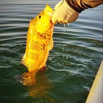 Comprar o produto de Pesca Esportiva: Aventura e Emoção em Avaré, SP em Pesca e Camping em São Manuel, SP por Solutudo