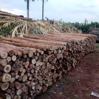 Comprar o produto de  Madeira Tratada de Eucalipto - Durabilidade e Sustentabilidade - Avaré/SP em Madeira pela empresa Jatobá Madeiras Tratadas Avaré  em São Manuel, SP por Solutudo