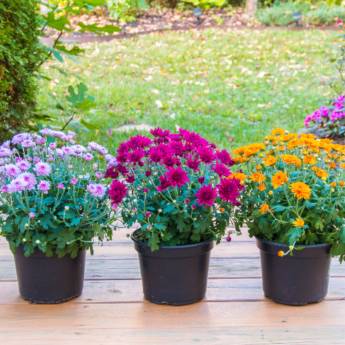 Comprar o produto de Flores Diversas - Beleza e Sofisticação para Qualquer Ocasião - São Manuel, SP em Flores em Lençóis Paulista, SP por Solutudo