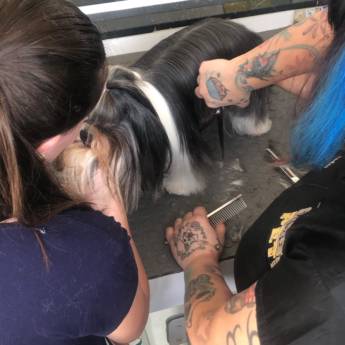 Comprar o produto de Banho e Tosa em Itatinga em Banho e Tosa em Avaré, SP por Solutudo