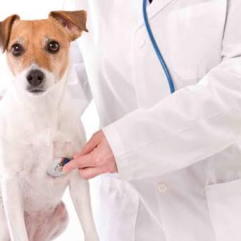 Comprar o produto de Clínico Geral Veterinário em Veterinário em Avaré, SP por Solutudo