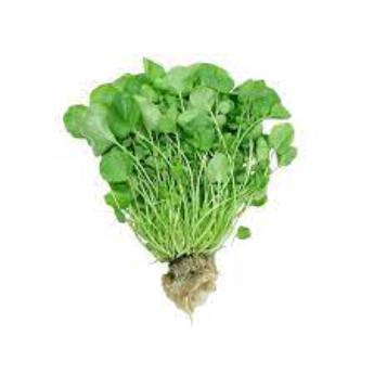 Comprar o produto de AGRIAO HIDROPONICO MÇ em Hortifruti pela empresa JB Frutas e Legumes em Guarulhos, SP por Solutudo