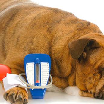 Comprar o produto de Oncologia  e Quimioterapia  em Veterinário em Cerquilho, SP por Solutudo