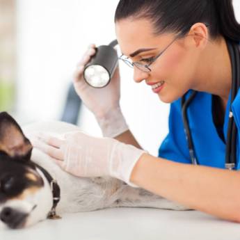 Comprar o produto de Dermatologista e Biópsia de pele em Veterinário em Cerquilho, SP por Solutudo