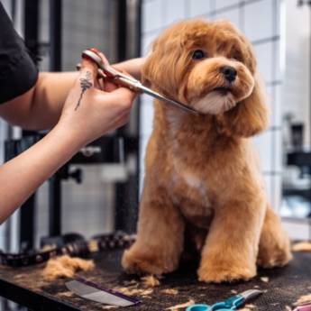 Comprar o produto de Tosa e Banho Profissional - Relaxamento e Estilo - Tietê, SP em Banho e Tosa pela empresa Policlínica Veterinária Batistuzzo em Cerquilho, SP por Solutudo