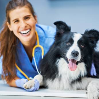 Comprar o produto de Atendimento Domiciliar - Conforto e Comodidade - Tietê, SP em Clínicas Veterinárias pela empresa Policlínica Veterinária Batistuzzo em Cerquilho, SP por Solutudo