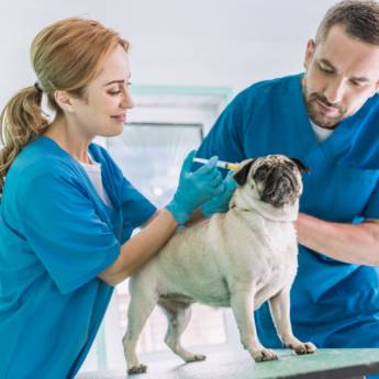 Comprar o produto de Internações Veterinárias - Cuidado Intensivo e Monitoramento 24 Horas - Tietê, SP em Clínicas Veterinárias pela empresa Policlínica Veterinária Batistuzzo em Cerquilho, SP por Solutudo