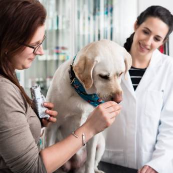 Comprar o produto de Veterinário em Tietê - Bem-estar e Saúde para  em Clínicas Veterinárias pela empresa Policlínica Veterinária Batistuzzo em Cerquilho, SP por Solutudo