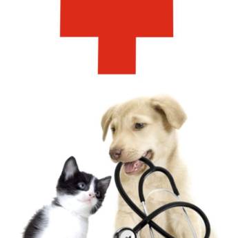 Comprar o produto de Atendimento Clínico Veterinário Completo em Tietê - Cuidando de Todos os Seus Animais em Veterinário em Cerquilho, SP por Solutudo