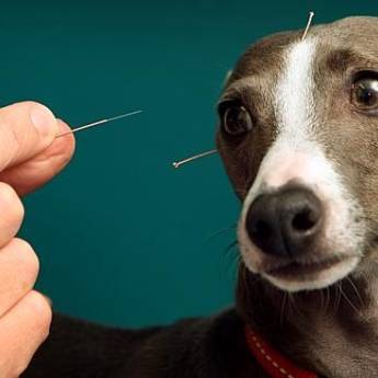 Comprar o produto de Acupuntura para animais em Veterinário em Cerquilho, SP por Solutudo