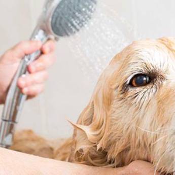 Comprar o produto de Banho preventivo e curativo em Veterinário em Cerquilho, SP por Solutudo