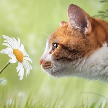 Comprar o produto de Florais de Bach em Veterinário em Cerquilho, SP por Solutudo