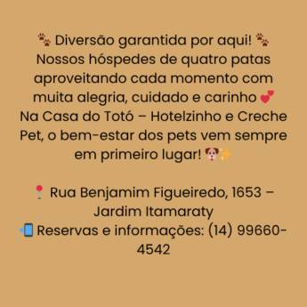 Comprar o produto de Diversão garantida por aqui! em Creche Pet em Botucatu, SP por Solutudo
