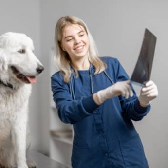 Comprar o produto de  Raio-X Animal: Diagnóstico Eficiente e Seguro em Santa Cruz do Rio Pardo/SP em Laboratórios Clínicos Veterinários em Bernardino de Campos, SP por Solutudo