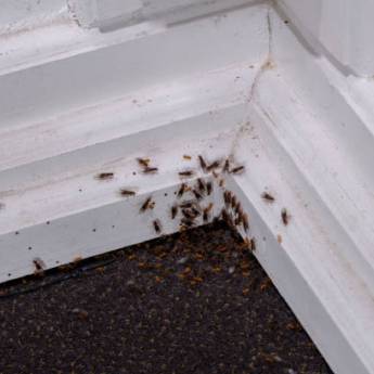 Comprar o produto de Dedetizadoras para Insetos Rasteiros em Santa Bárbara SP em Dedetização em Riviera de Santa Cristina I, SP por Solutudo