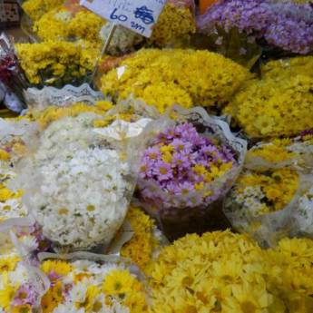 Comprar o produto de Flores Naturais em Araquari – Encanto que Floresce em Cada Momento em Floriculturas em Joinville, SC por Solutudo