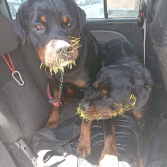 Comprar o produto de Taxi Dog para Veterinário em Transportes de Animais em Jundiaí, SP por Solutudo