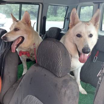 Comprar o produto de Transporte para Exames e Vacinação em Transportes de Animais em Jundiaí, SP por Solutudo