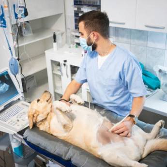 Ultrassom Veterinário em Avaré
