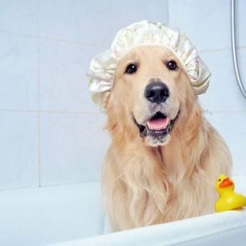 Comprar o produto de Banho Simples em Banho e Tosa pela empresa Lukan - Hotel para Cachorro em Bom Jesus dos Perdões, SP por Solutudo