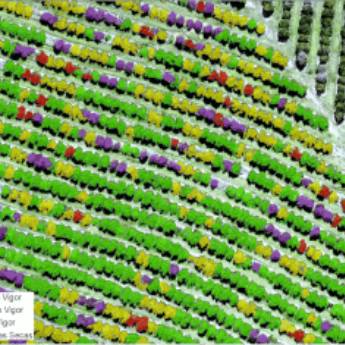 Comprar o produto de Contagem de Plantas em Consultoria em Botucatu, SP por Solutudo