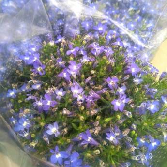 Comprar o produto de Lobélia em A Classificar em Botucatu, SP por Solutudo