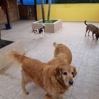 Comprar o produto de Área exclusiva para Pequeno Porte em Nossos Diferenciais  em Botucatu, SP por Solutudo