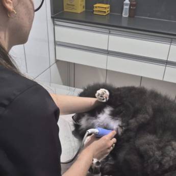 Comprar o produto de Ultrassom Terapêutico em Três Lagoas – Recuperação Rápida em Clínicas Veterinárias em Três Lagoas, MS por Solutudo