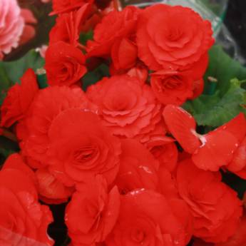 Comprar o produto de Begônia  em A Classificar em Botucatu, SP por Solutudo