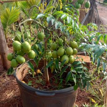 Comprar o produto de Mudas Frutíferas de Qualidade – Souza Jardinagem em Santa Cruz do Rio Pardo em Jardinagem pela empresa Souza Jardinagem, Plantio de Árvores Nativas e Comércio de Mudas em Santa Cruz do Rio Pardo, SP por Solutudo