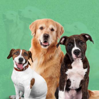 Comprar o produto de Daycare (creche para cães) em Hotel e Canil pela empresa HUNDEPARADIES DAYCARE CANINO em Jundiaí, SP por Solutudo