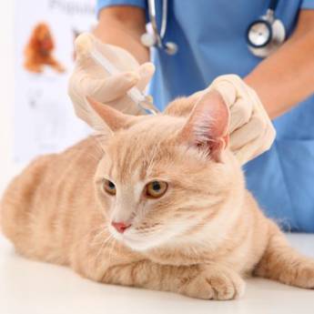 Comprar o produto de Vacina para gato em Veterinário em Americana, SP por Solutudo