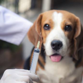 Comprar o produto de Exames laboratoriais veterinário  em Veterinário em Americana, SP por Solutudo