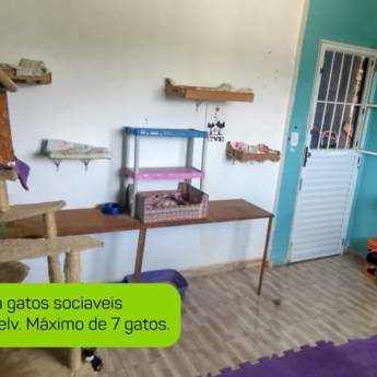 Comprar o produto de Hotel para Gatos em Hospedagem em Atibaia, SP por Solutudo