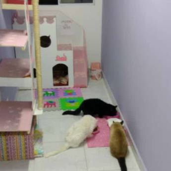 Comprar o produto de Hotel para Gatos em Hospedagem em Botucatu, SP por Solutudo