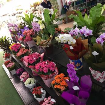 Comprar o produto de Presentes em Floriculturas pela empresa Botucatu Garden em Botucatu, SP por Solutudo
