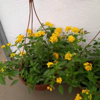 Comprar o produto de Lantana  em A Classificar em Botucatu, SP por Solutudo