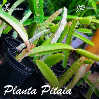 Comprar o produto de Planta Pitaia  em Plantas pela empresa JR Gramas & Paisagismo em Americana, SP por Solutudo