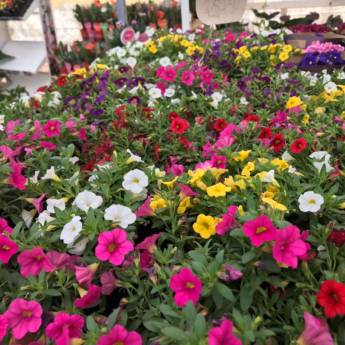Comprar o produto de Calibrachoa em Floriculturas em Botucatu, SP por Solutudo