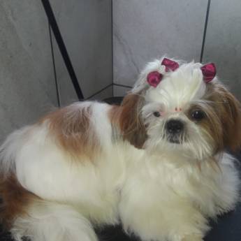 Comprar o produto de Tosa de animais em Pet Shop em Mineiros, GO por Solutudo