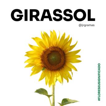 Comprar produto Girassol  em Plantas pela empresa JR Gramas & Paisagismo em Americana, SP