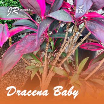 Comprar o produto de Planta Dracena Baby em Plantas pela empresa JR Gramas & Paisagismo em Americana, SP por Solutudo