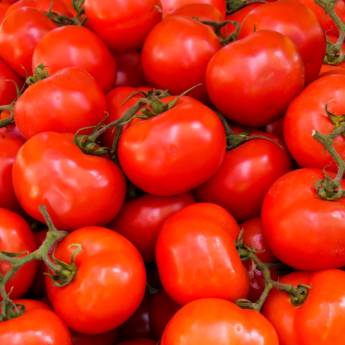 Comprar o produto de Tomate em Alimentos em Jundiaí, SP por Solutudo