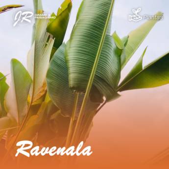Comprar o produto de Planta Ravenala  em Plantas pela empresa JR Gramas & Paisagismo em Americana, SP por Solutudo