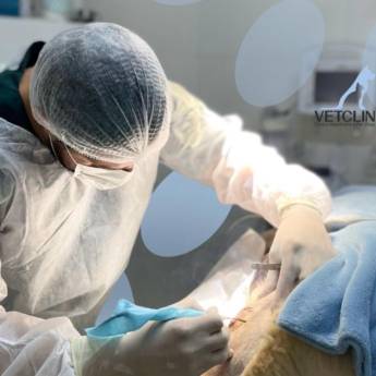 Comprar o produto de Cirurgia Veterinárias em Iacanga – Vetclin em Clínicas Veterinárias em Iacanga, SP por Solutudo