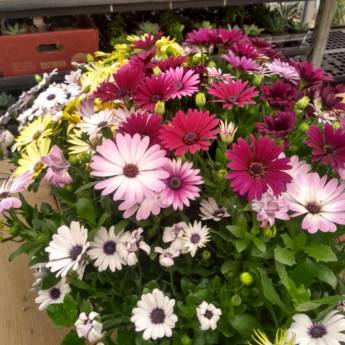 Comprar o produto de Margarida Dimorphoteca  em Floriculturas pela empresa Botucatu Garden em Botucatu, SP por Solutudo