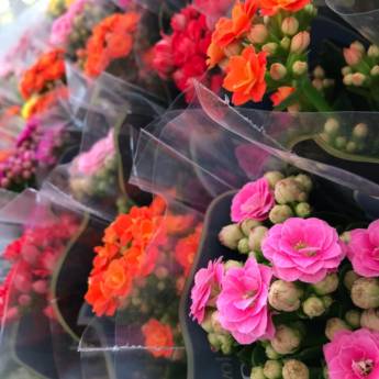 Comprar o produto de kalanchoe em Floriculturas em Botucatu, SP por Solutudo