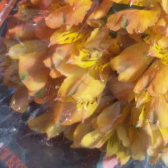 Comprar o produto de Flor em A Classificar em Bauru, SP por Solutudo